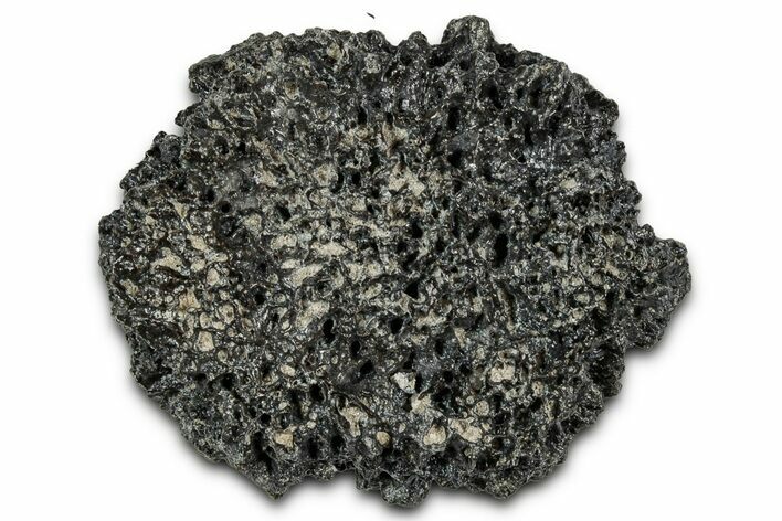 Fossil Glyptodont (Glyptotherium) Bony Armor Osteoderm - Florida #351077
